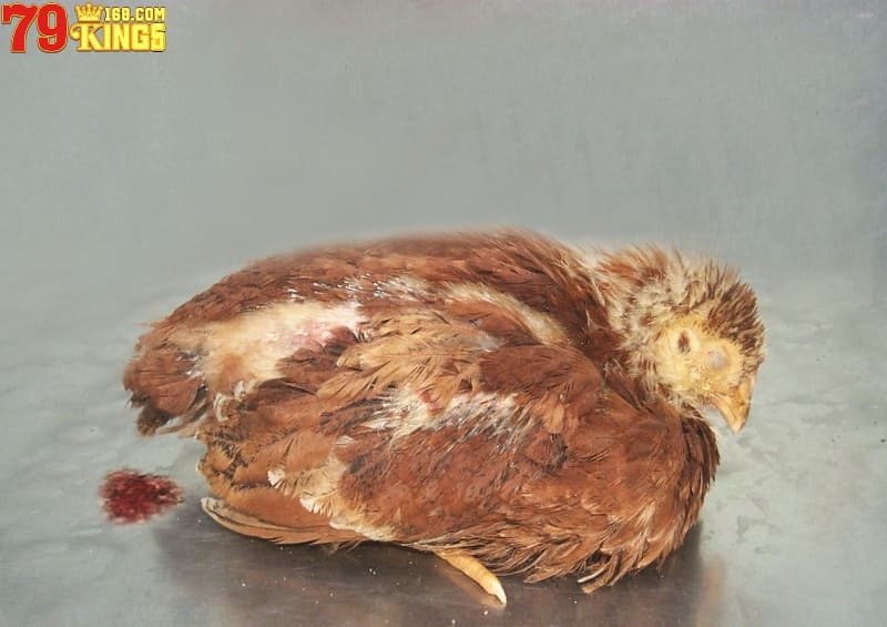 E.coli - bệnh đường ruột ở gà thường gặp