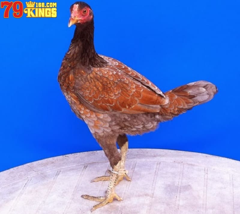 Việc nuôi và bán gà mái vảy rồng mang đến nhiều giá trị