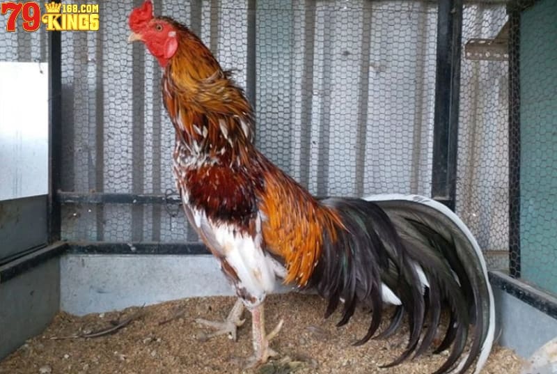 Chia sẻ bí kíp xem vảy gà Cao Lãnh chuẩn hiệu quả