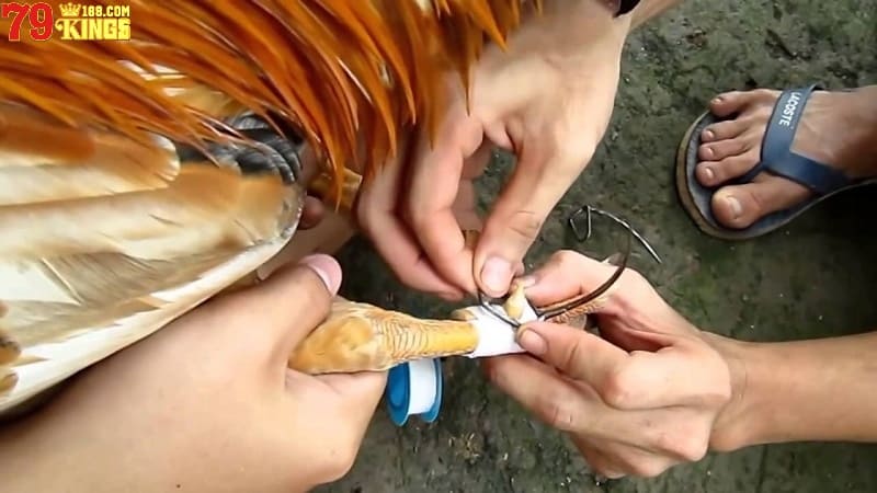 Cách lên cựa gà đá chuẩn xác theo kinh nghiệm sư kê lão luyện