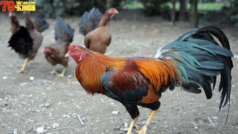 Nên áp dụng các cách phòng ngừa bệnh đường ruột ở gà