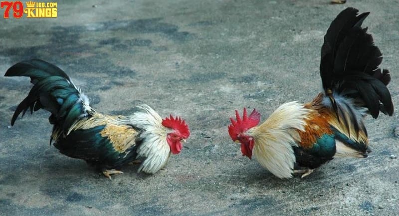 Cần chăm sóc gà tre đá đúng cách sau trận đấu