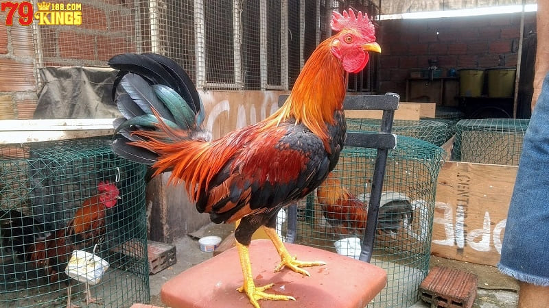 Chia sẻ về kỹ thuật nuôi gà đá chuẩn hiệu quả