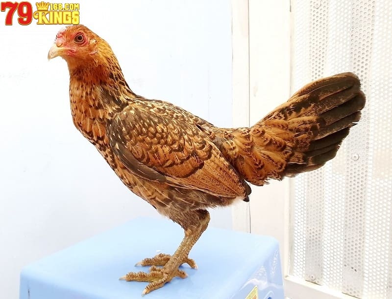 Chia sẻ nơi bán gà mái vảy rồng chất lượng để tạo ra chiến kê mạnh