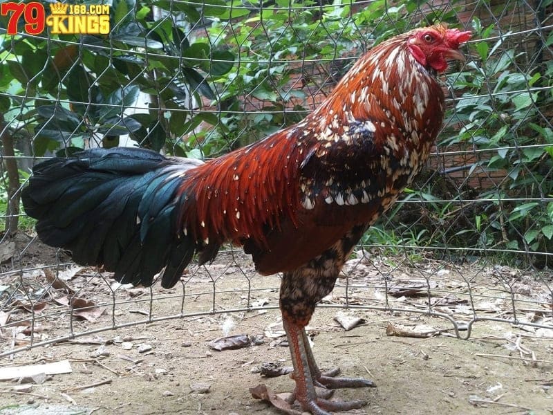 Gà chọi Chợ Lách - một trong các giống gà chọi hay nhất Việt Nam