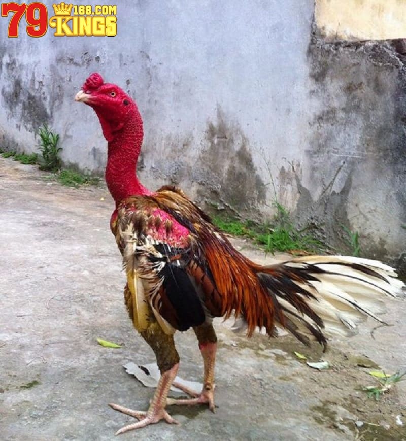 Xám thần - Một trong những huyền thoại gà chọi hay nhất Việt Nam