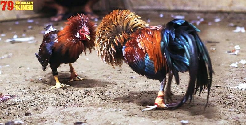 Nên chọn gà tre đá có dòng giống tốt