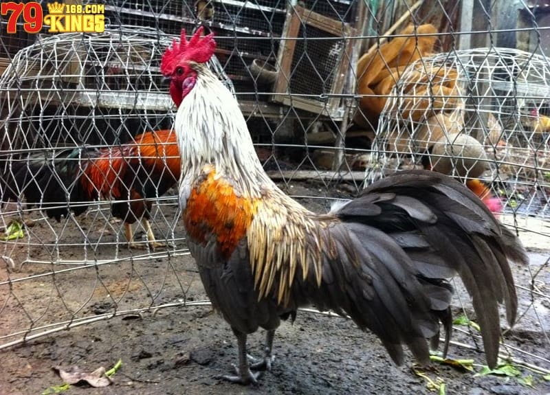 Cần tạo môi trường phù hợp khi nuôi gà tre đá