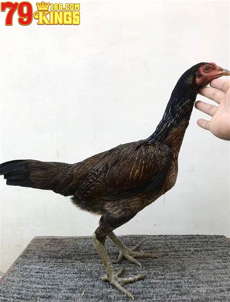 Giá bán gà mái vảy rồng khác nhau theo nguồn gốc, phẩm chất và địa chỉ cung cấp