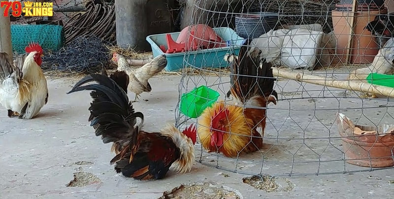 Gà tre Thái - giống gà chọi Thái