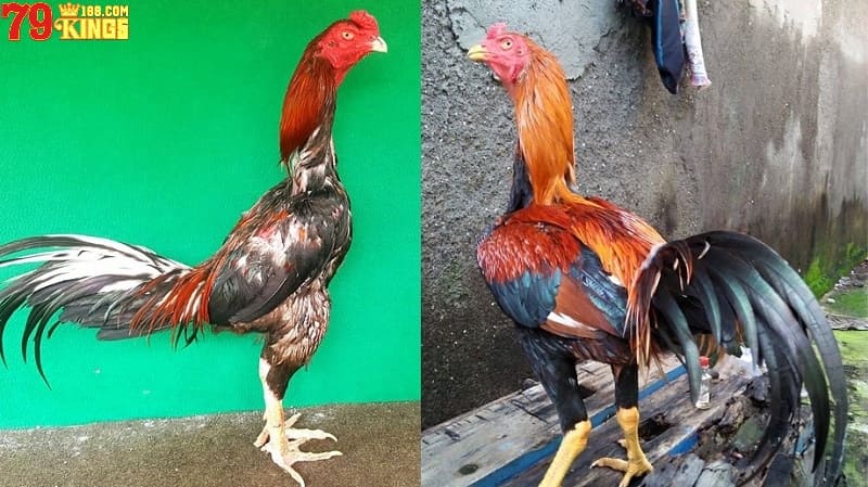 Giống gà chọi Thái có đặc điểm ngoại hình đẹp và dễ nhận diện
