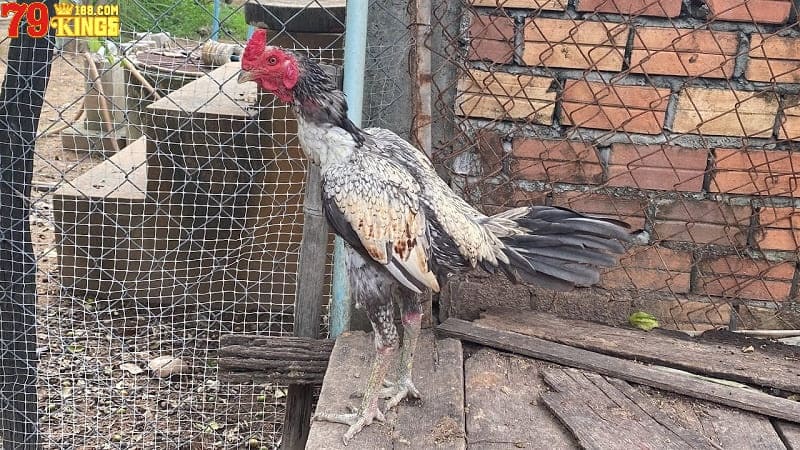 Khám phá về gà chọi hay nhất Việt Nam