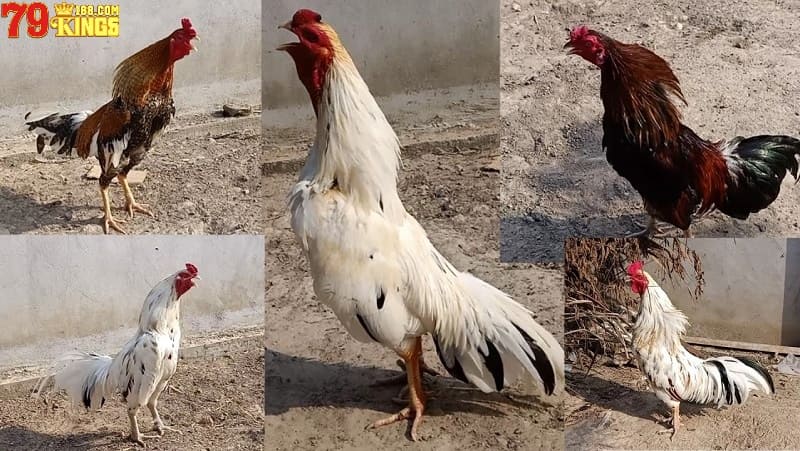 Khám phá về giống gà chọi Thái