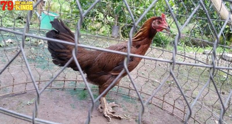 Nên kiểm tra kỹ ngoại hình, sức khỏe và vảy chân khi mua bán gà mái vảy rồng