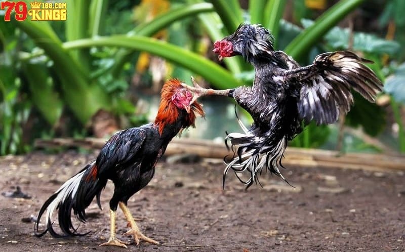 Kỹ thuật nuôi gà chọi - Áp dụng các bài tập phù hợp cho chiến kê