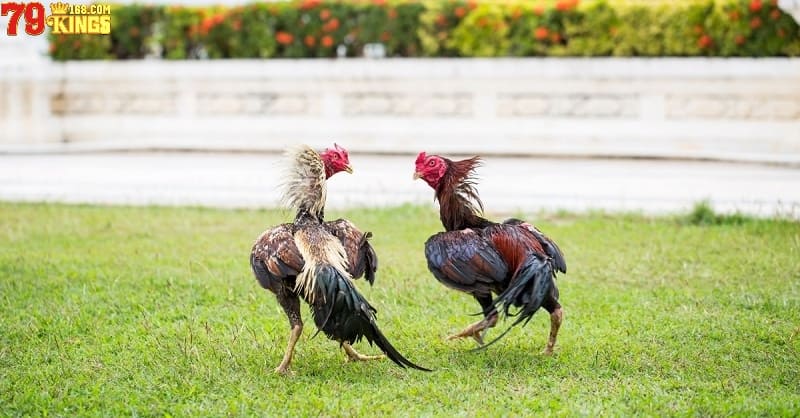 Kỹ thuật nuôi gà đá - Huấn luyện bài bản và phù hợp cho gà chiến