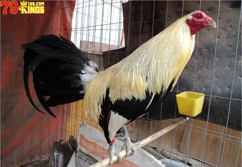 Kỹ thuật nuôi gà đá - Tạo môi trường sống phù hợp cho gà đá
