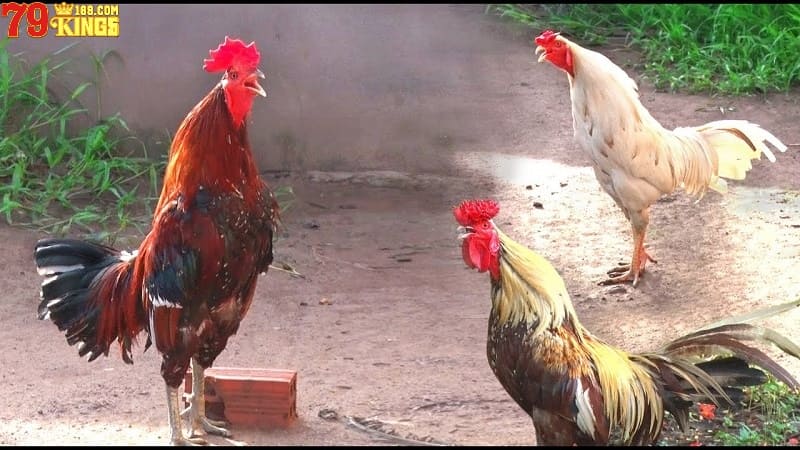 Nên kết hợp phân biệt tiếng gà gáy với các yếu tố khác
