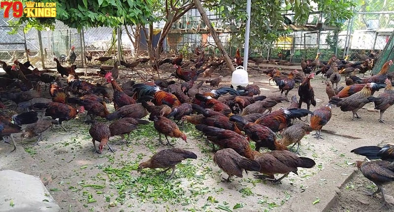 Tìm hiểu chi tiết về các bệnh đường ruột ở gà