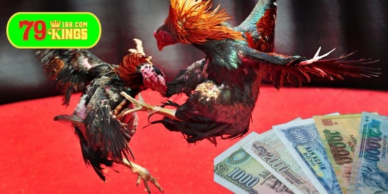 Người chơi không nắm rõ các quy tắc cược cơ bản